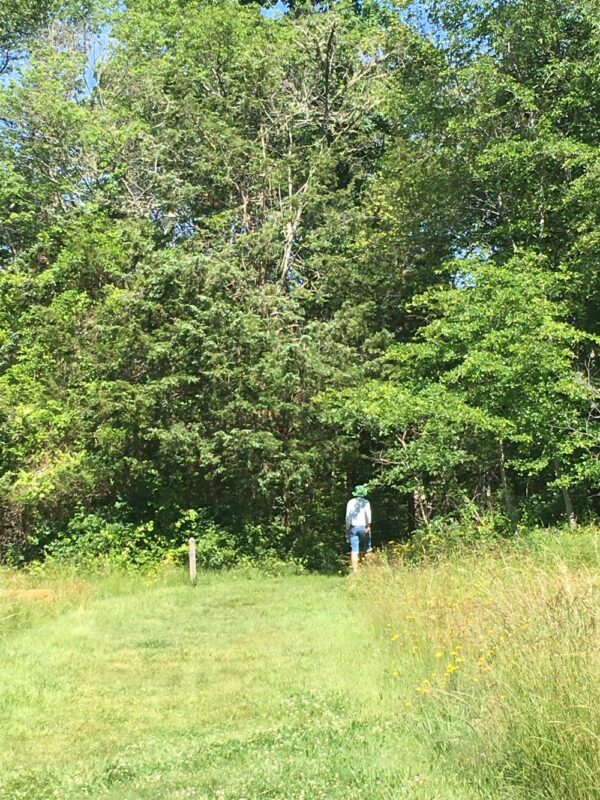 Sensory Forest Walk with Roberley Bell - Image 2