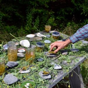 foraged items laid out on a picnic table with a hand reaching in