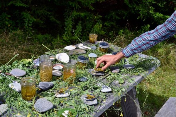 foraged items laid out on a picnic table with a hand reaching in